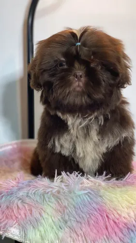Shihtzu 