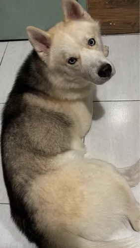 Husky Siberiano Puro Macho c/ 18 meses