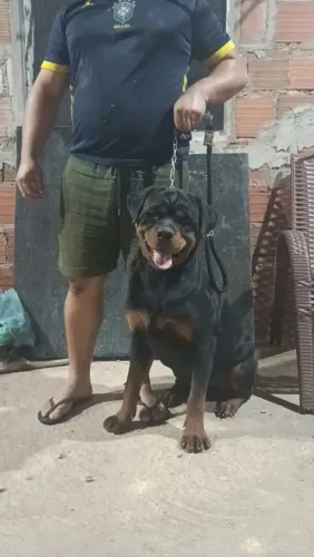 Filhotes de Rottweiler 