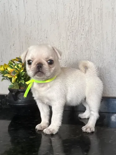 Pug fêmea com pedigree