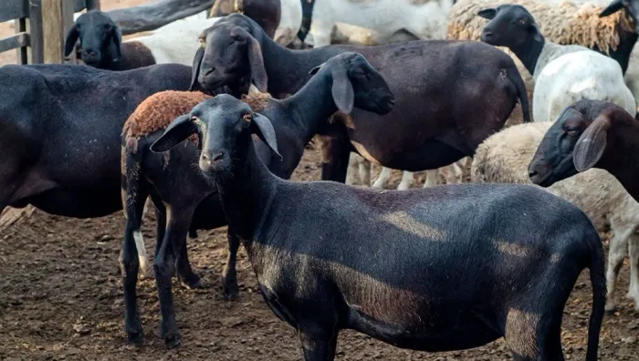 Marrans e borregos
