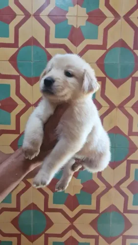 Maravilhosos bebês de Golden Retriever