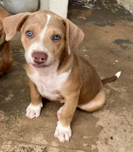 Doo filhote de cachorro