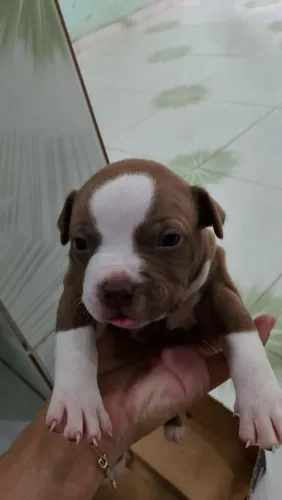 Filhotes de pit Bull monster 