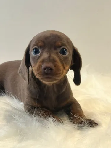 DACHSHUND CHOCOLATE LINDO