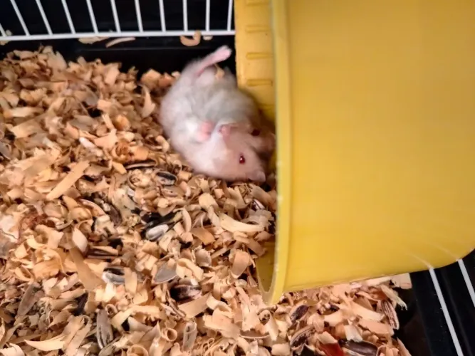 Doação de hamster fêmea