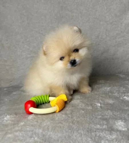 Cachorro Lulu da Pomerania um amor para vida toda para voce e familia.