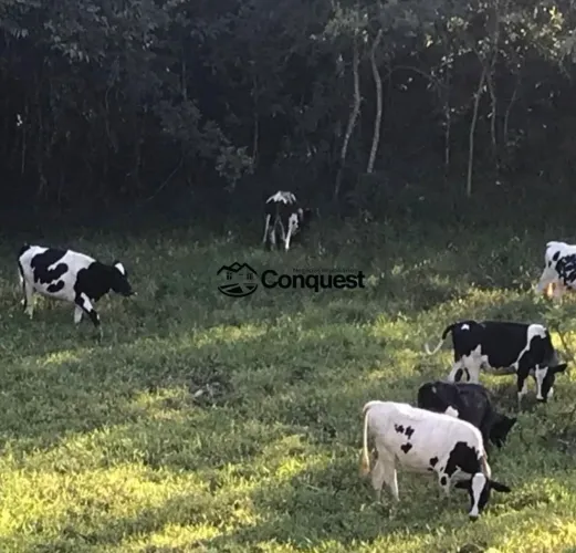 Vendo Linda Fazendinha de 15 Hectares - Caetano José - Bonfim - MG !