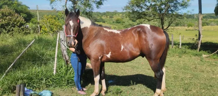 Cavalo Pampa 