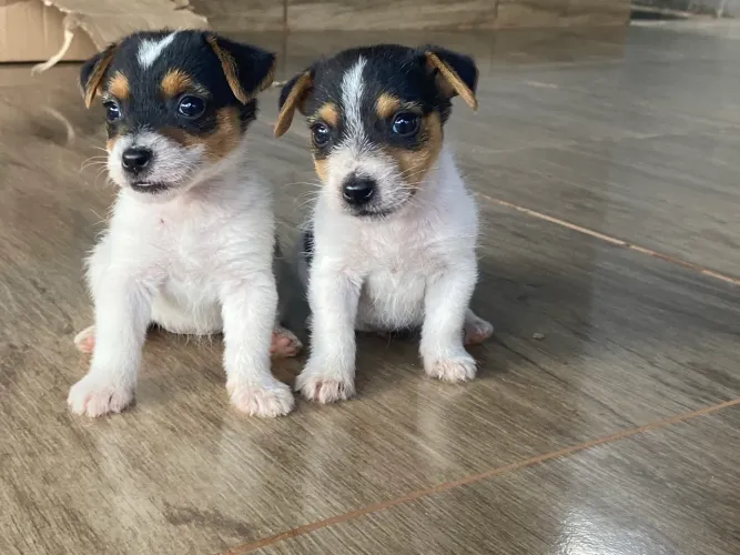 Jack russel