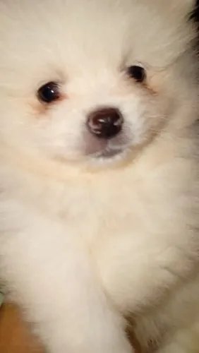 Lulu Pomerânia macho