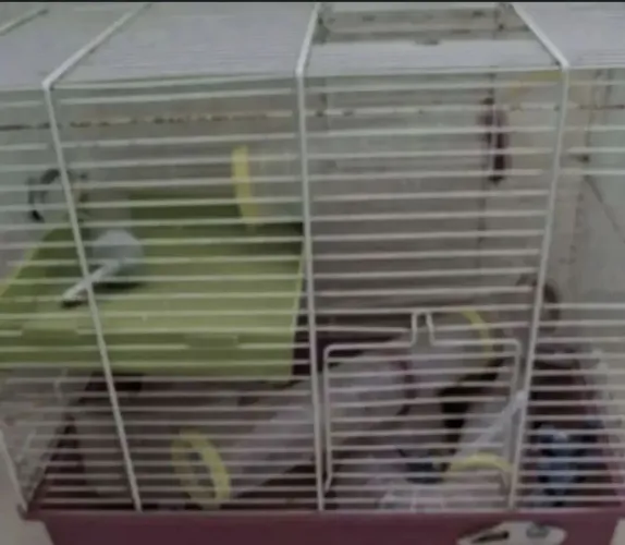Gaiola para hamster usada bom estado com acessórios 