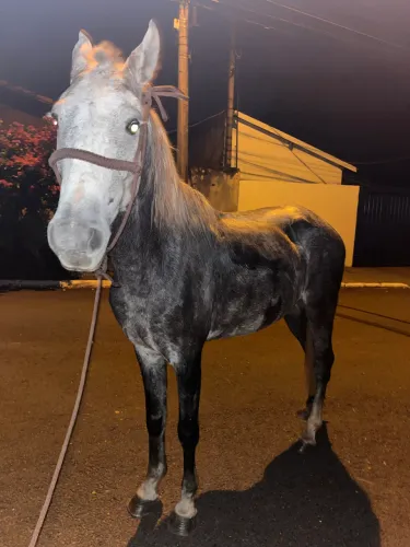 Cavalo