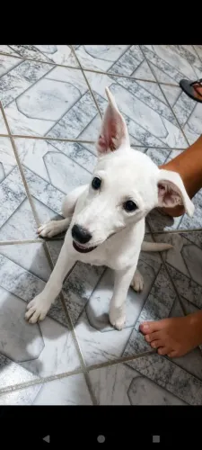 Cachorra porte médio pra doação 