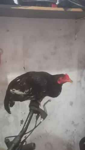 Galo Tipo Índio para Reprodução