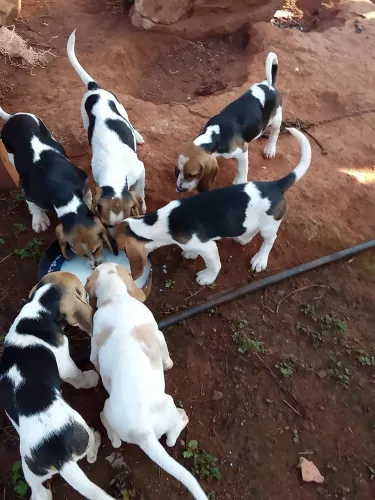 Vendo lindod filhotes de beagles duas fêmeas quatro machos . Idade 70 dias vacinados.