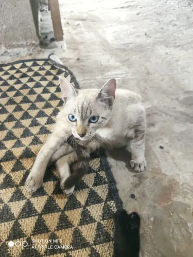 Gatinhas Castradas Doação 