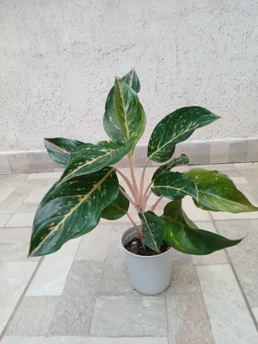 Aglaonema Coco Green. Beleza e Facilidade no Cultivo .