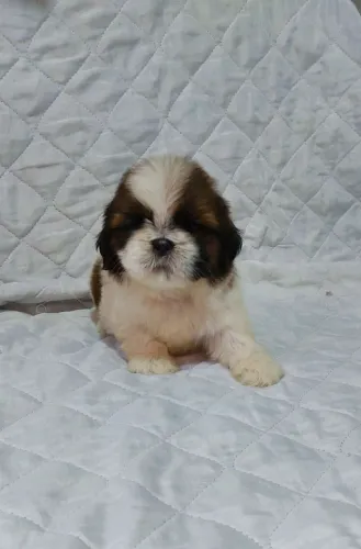 Shitzu macho porte bem pequeno 