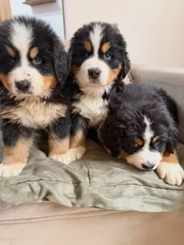Bernese filhotes