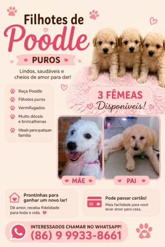 ? FILHOTES DE POODLE PUROS DISPONÍVEIS! ?
