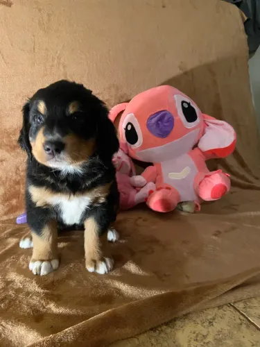 Cachorro Bernese Boideiro de Berna