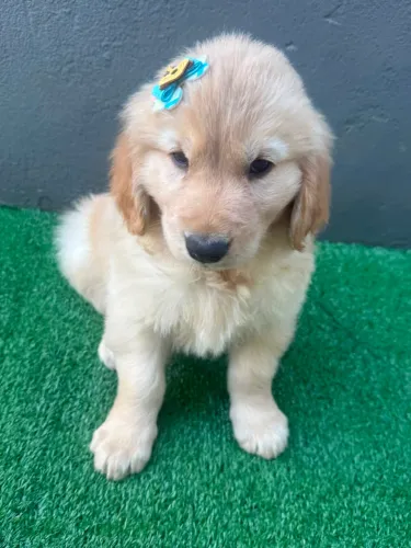 Golden retriever filhotes