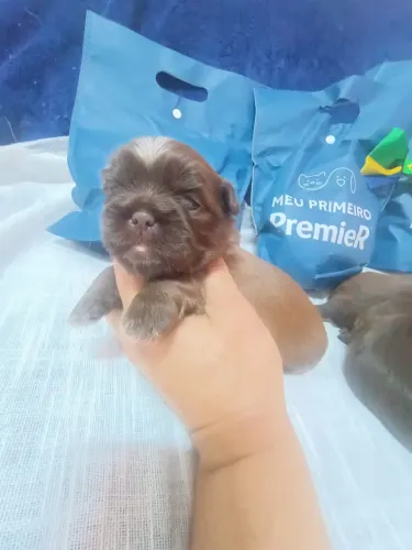 Adorável Filhote de Shih tzu