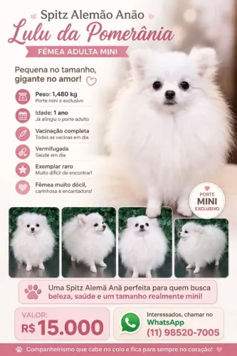 Spitz alemão anão mini