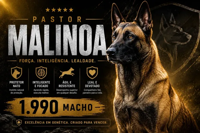 Pastor malinoa macho