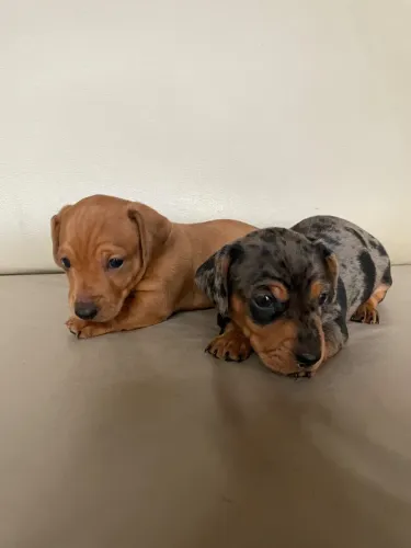 Dachshund/salsichinha
