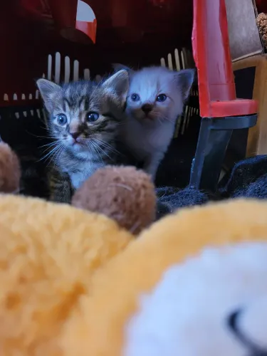 Gatos para doação