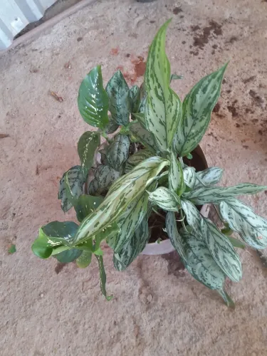 Plantas já pegadas