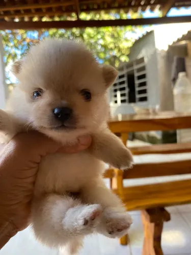 filhote spitz alemão 