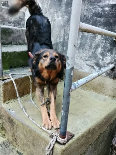 Doação de cachorro 