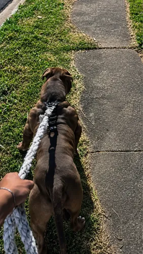 Vendo pit monster