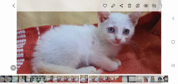 Gatinha