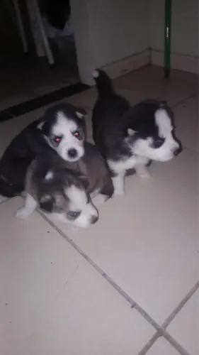 Filhote de husky