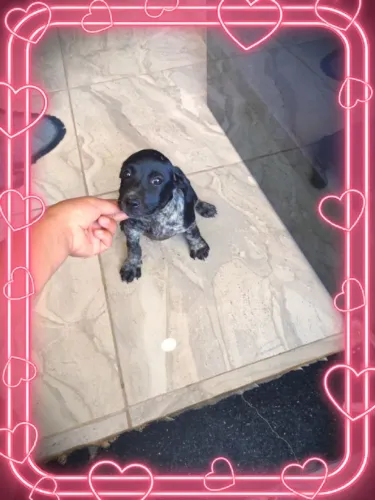 Lindos filhotes de Basset 