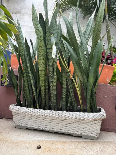 Jardineira de rattan branca 80 x 27cm (com prato)