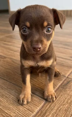 Pinscher micro fêmea chocolate