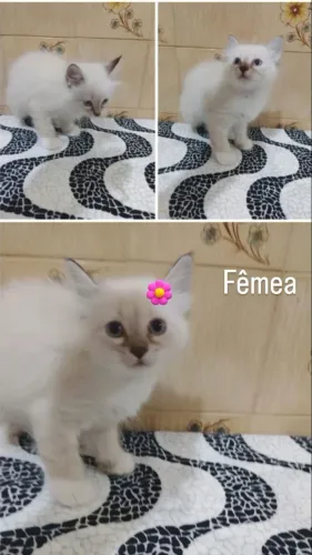 Gatinhos fofinhos para adoção 
