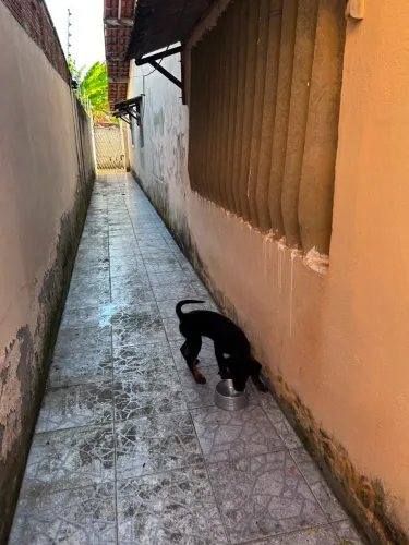 Rottweiler