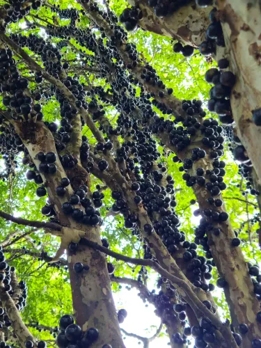 ? JABUTICABA DIRETO DO PÉ ? VENDA NO LITRO OU VENHA CHUPAR! ?