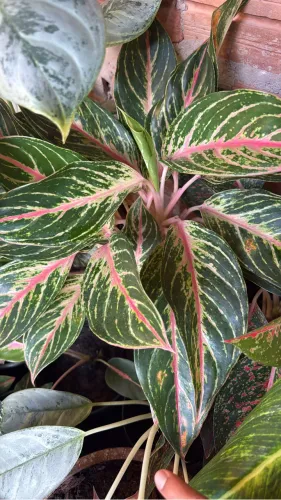 Plantas
