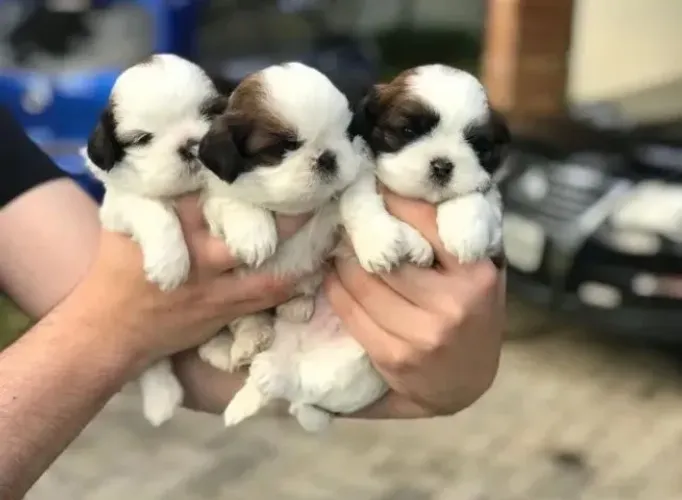 Filhote de Shih Tzu Com Muito Amor Para Compartilhar