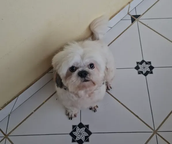 Cachorro shitzu