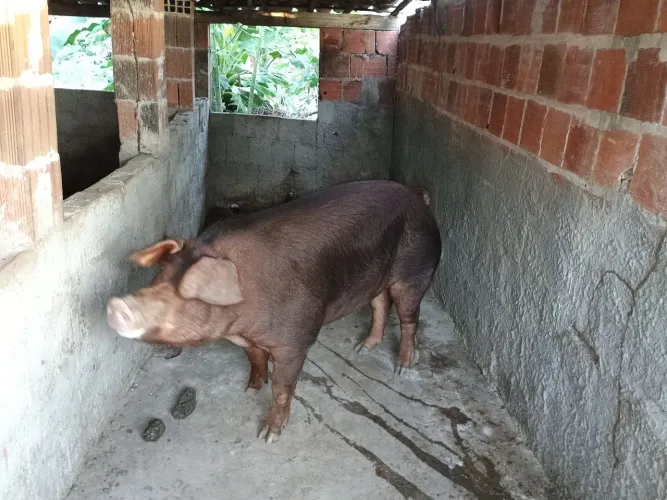 Duas matrizes duroc p.o