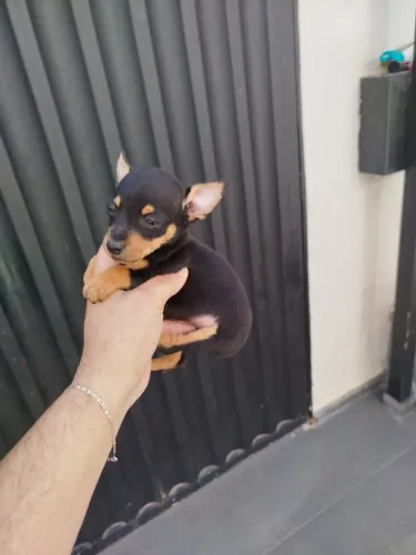 Pinscher machinho