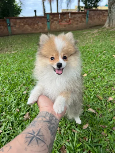 Spitz Alemão - Machinho